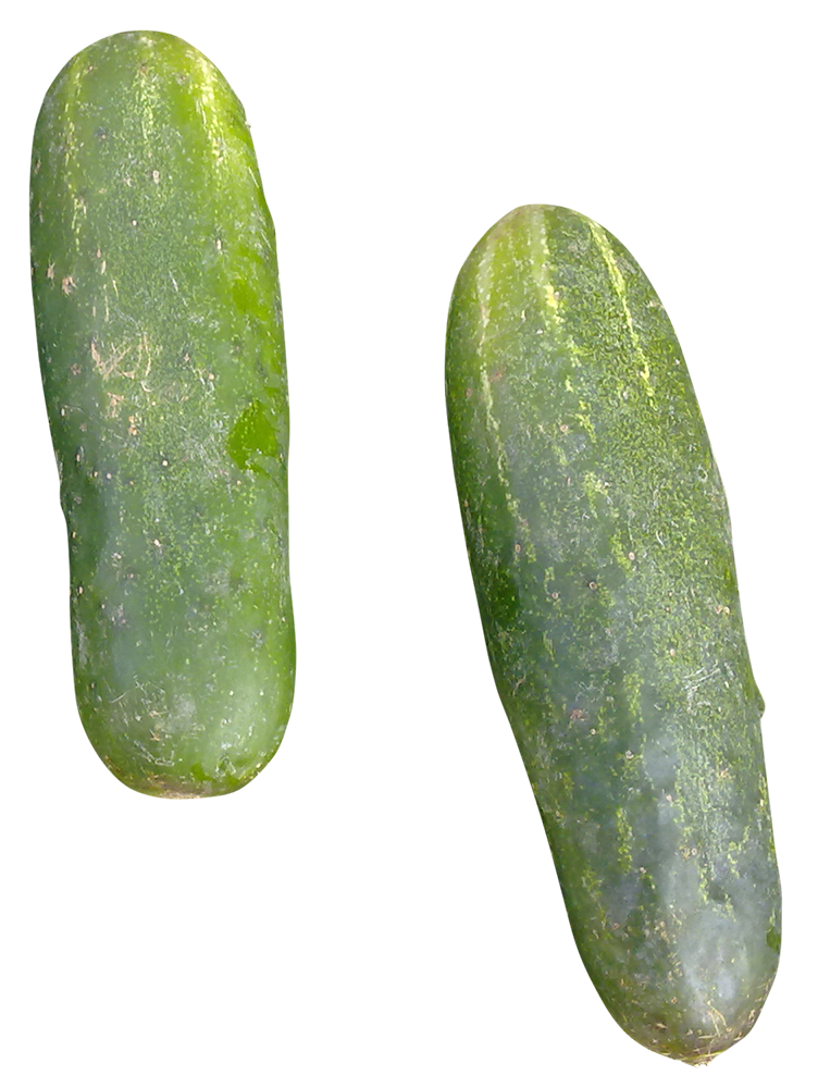 cucumber images, cucumber png, cucumber png image, cucumber transparent png image, cucumber png full hd images download